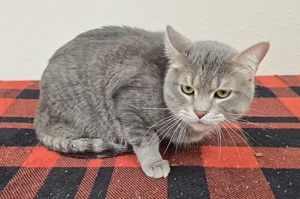 Geeves, a ADOPTABLE Domestic Short Hair in Red Wing, MN image 3/4