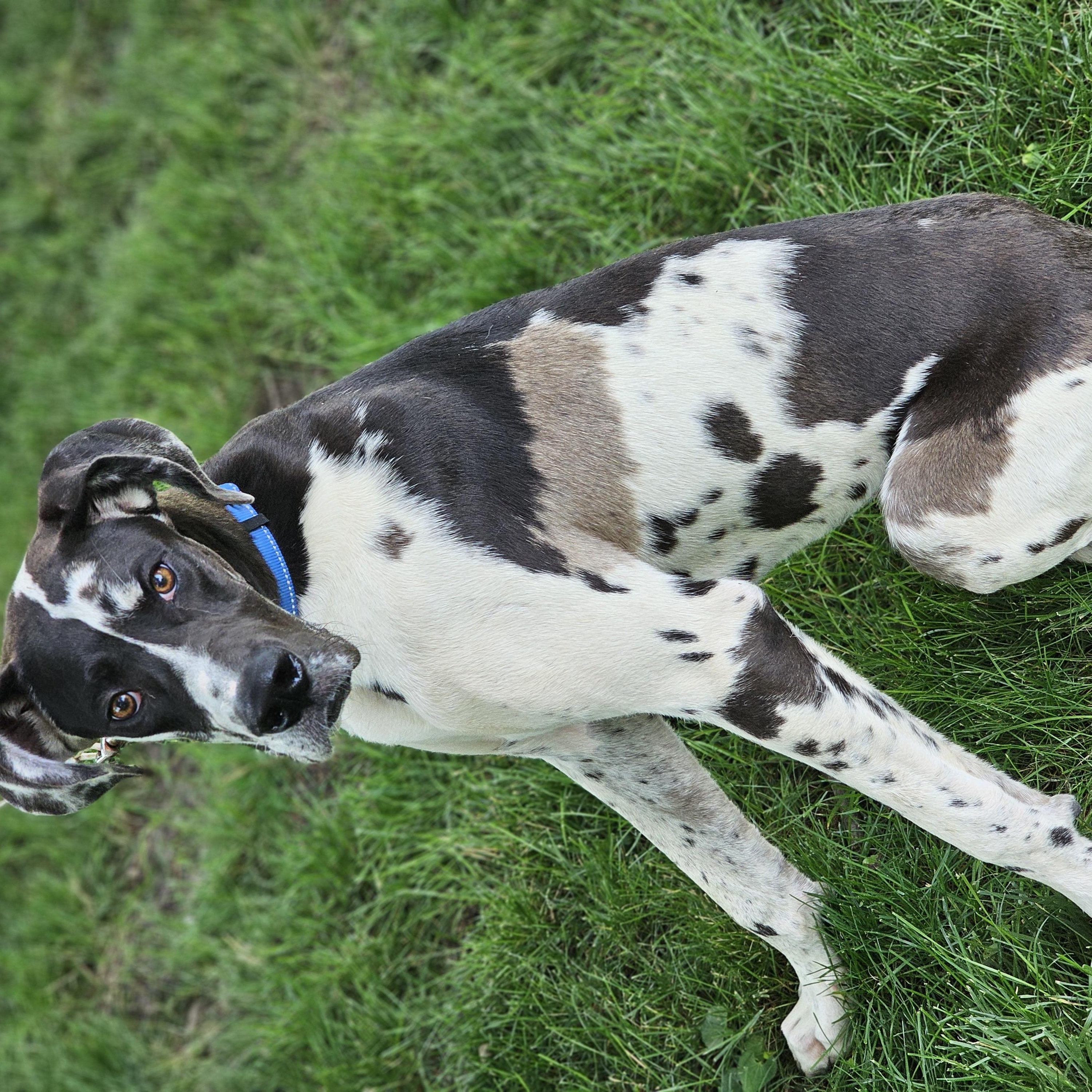 Enlarge Nash, an adopted Great Dane in O Fallon, IL image 5/6