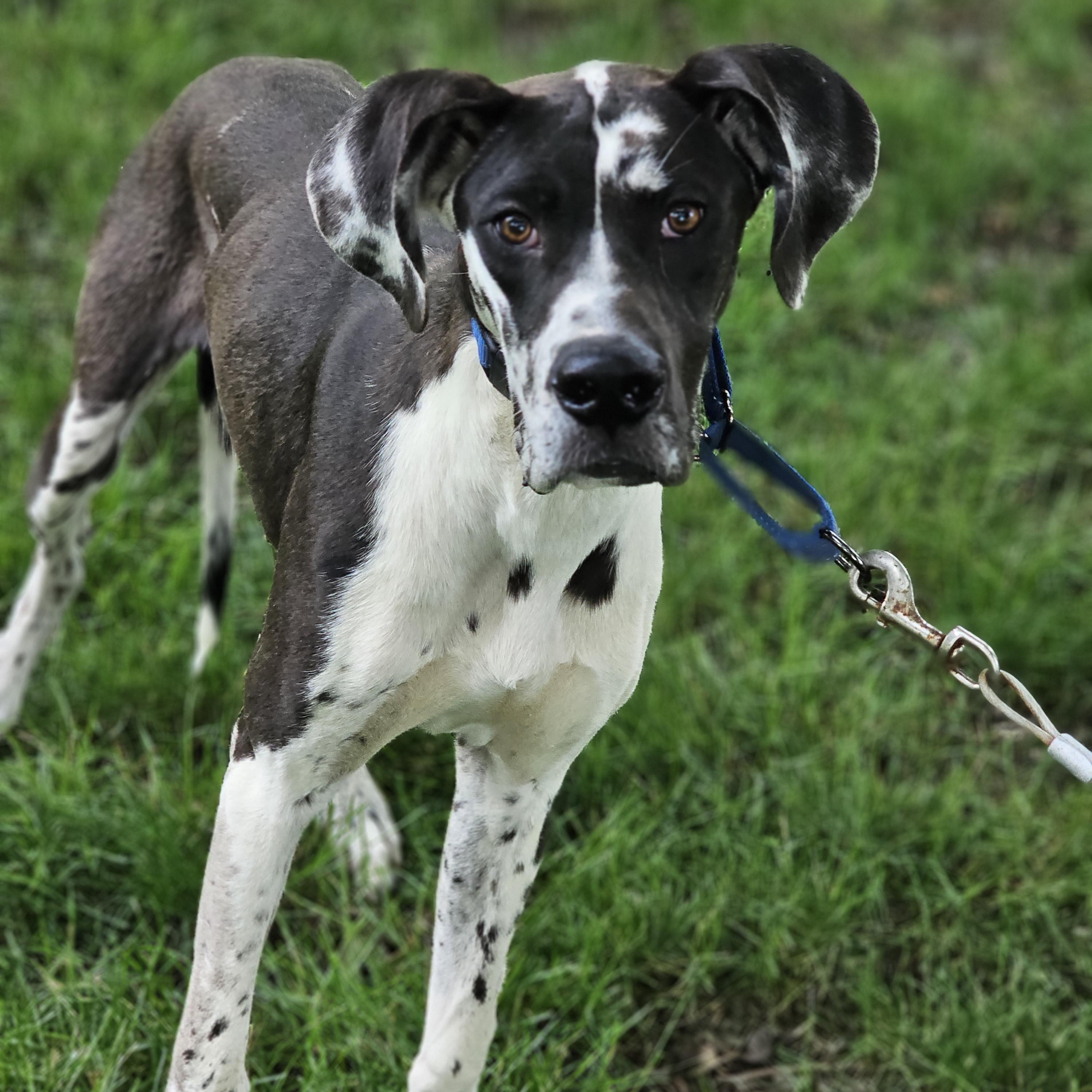 Enlarge Nash, an adopted Great Dane in O Fallon, IL image 2/6