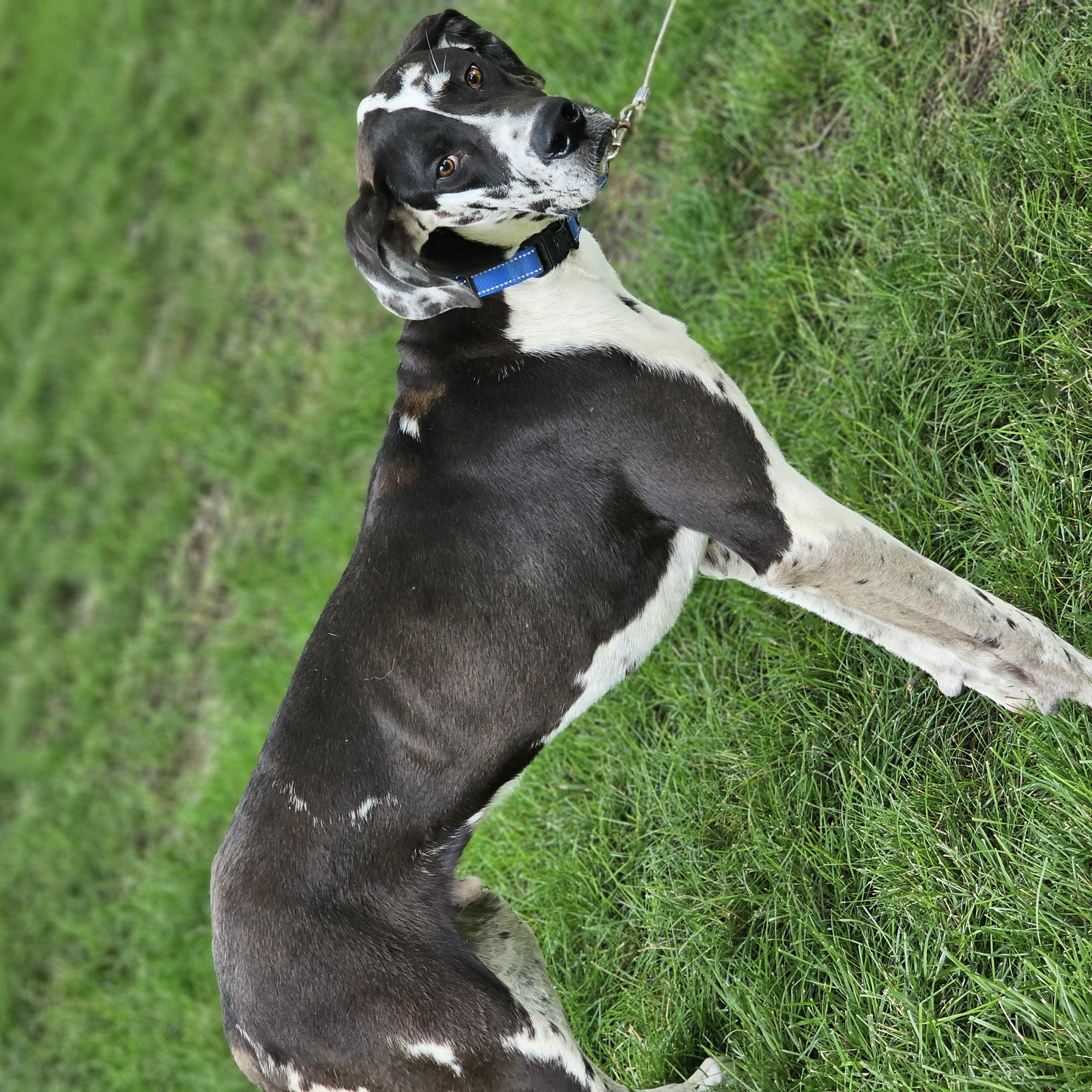 Enlarge Nash, an adopted Great Dane in O Fallon, IL image 4/6
