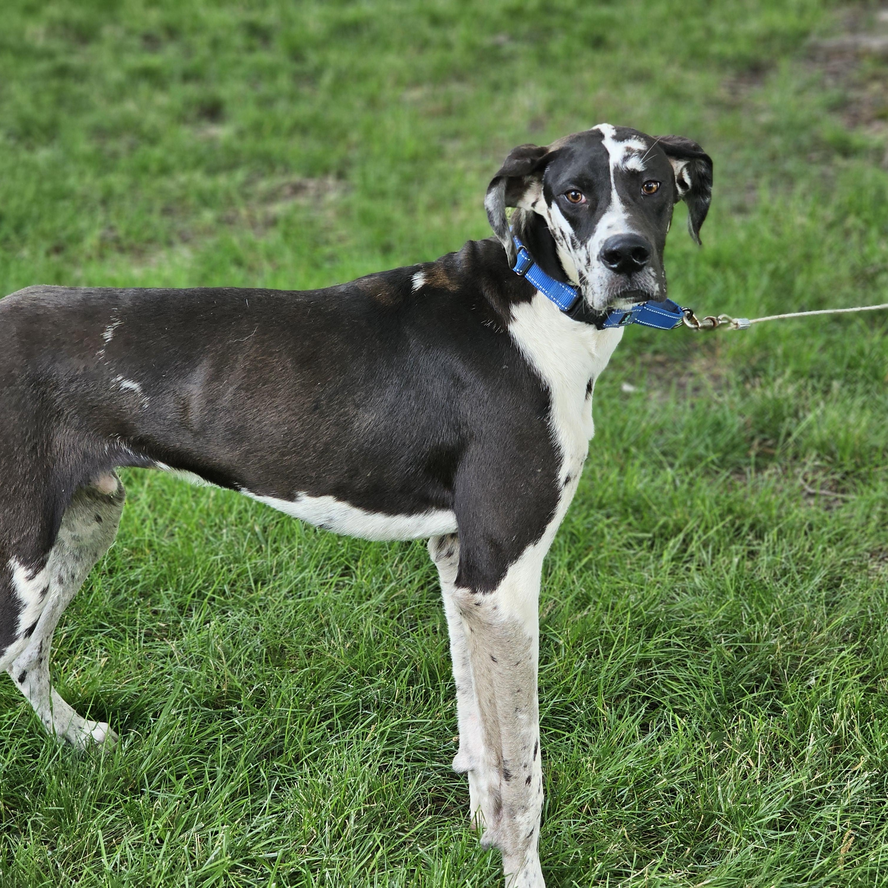 Enlarge Nash, an adopted Great Dane in O Fallon, IL image 6/6
