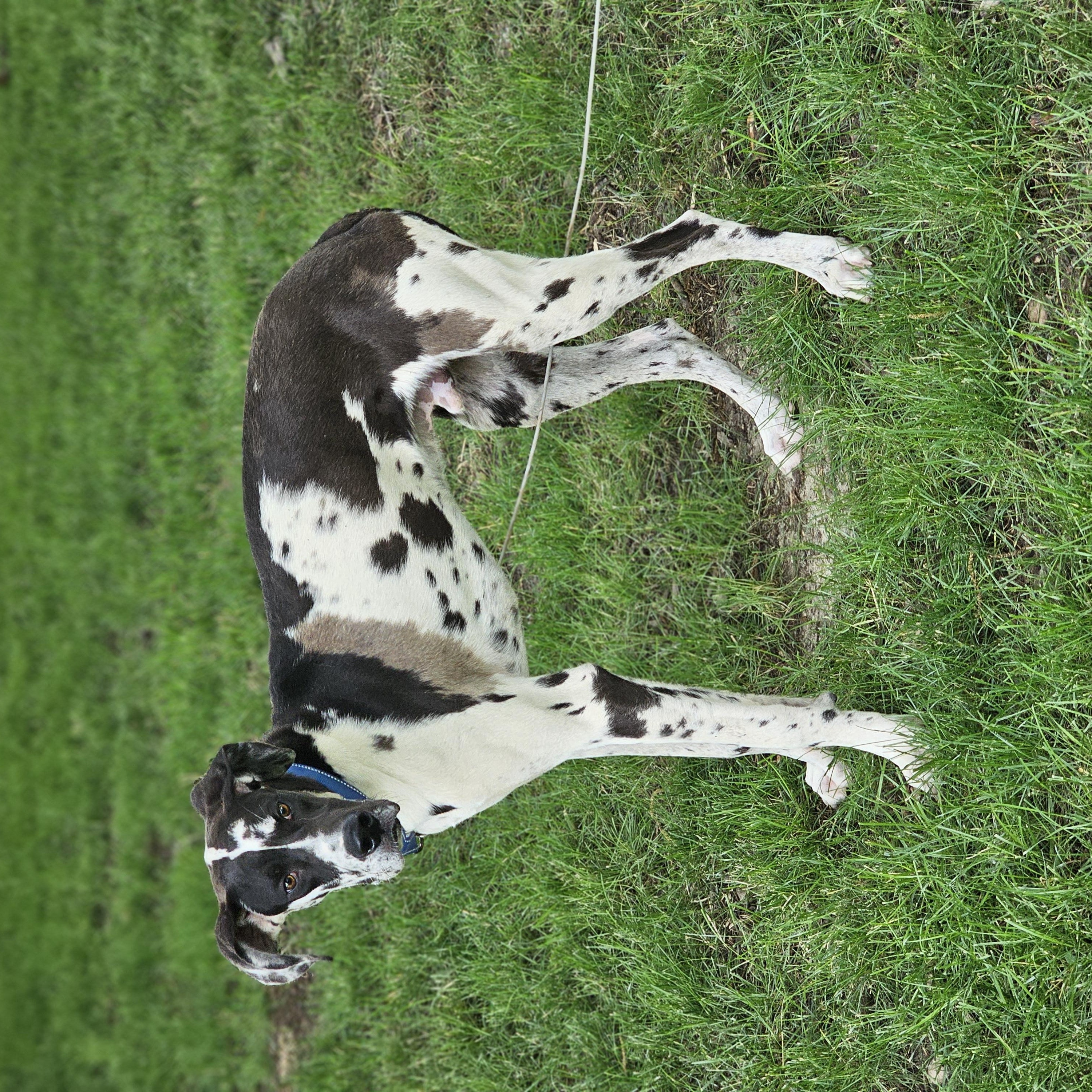 Enlarge Nash, an adopted Great Dane in O Fallon, IL image 3/6