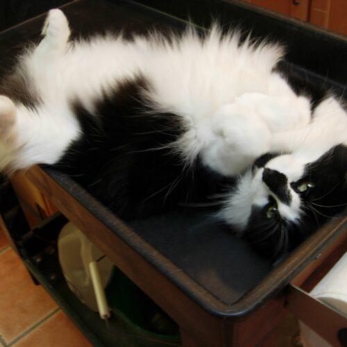 Kitty Bear, Adoptable, Senior Female Domestic Medium Hair.