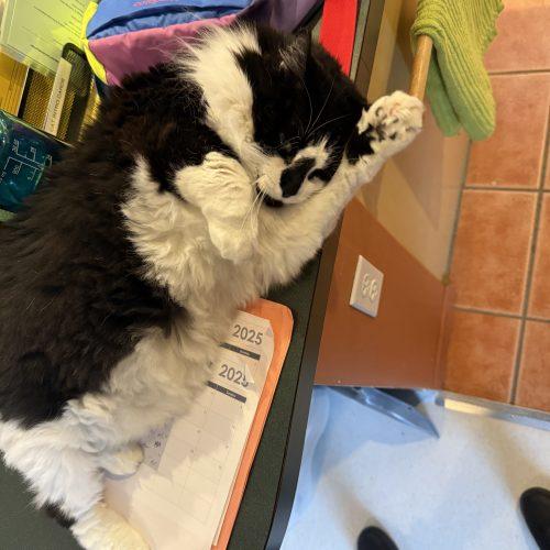 Enlarge Kitty Bear, a Adoptable Domestic Medium Hair in Vashon Island, WA image 2/4