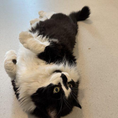 Enlarge Kitty Bear, a Adoptable Domestic Medium Hair in Vashon Island, WA image 3/4