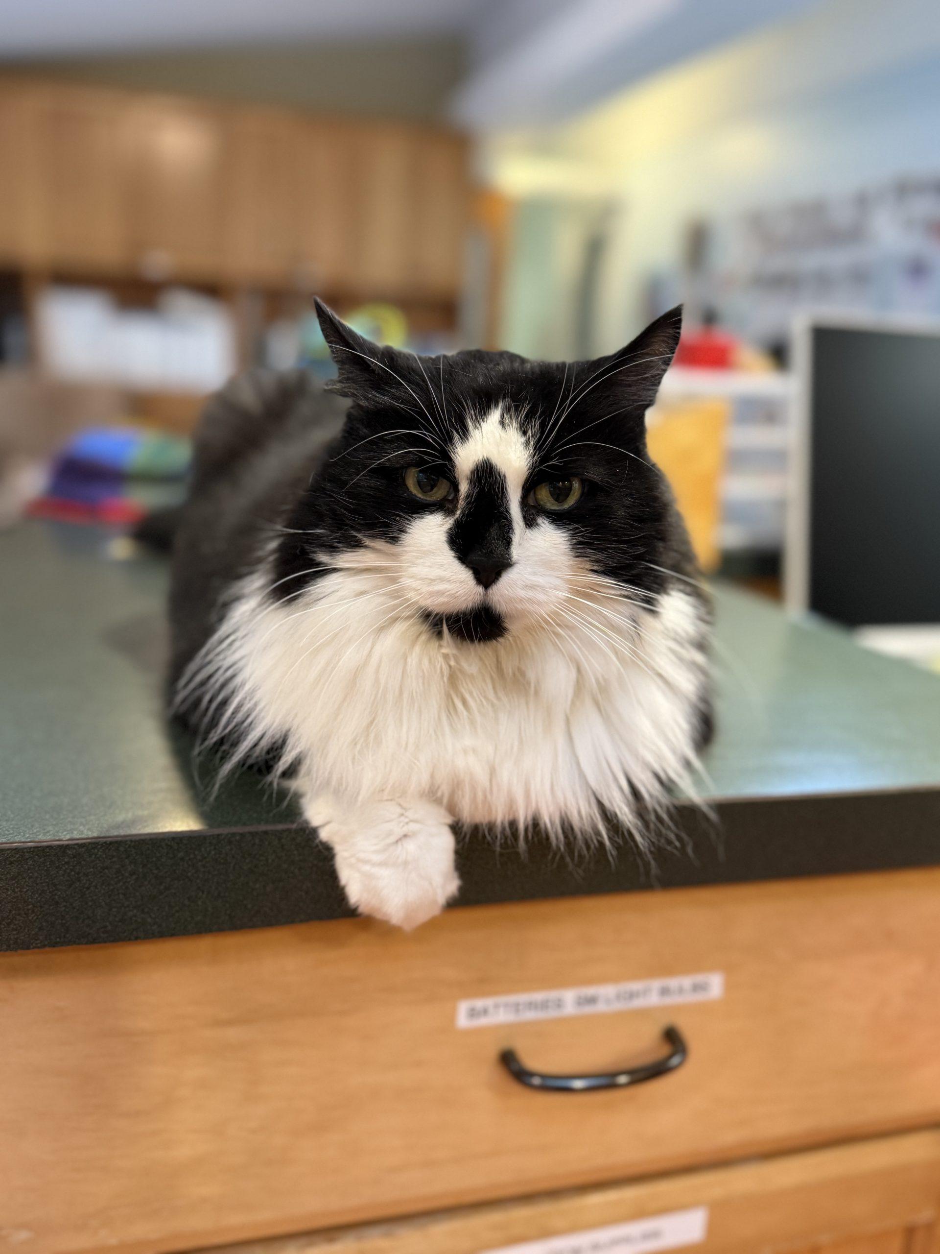 Enlarge Kitty Bear, a Adoptable Domestic Medium Hair in Vashon Island, WA image 4/4