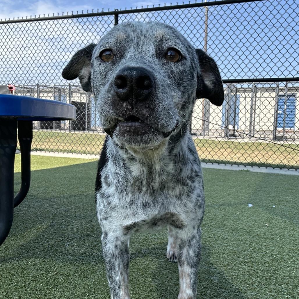 Enlarge Kronos, a Adoptable mixed breed in Bryan, TX image 1/4