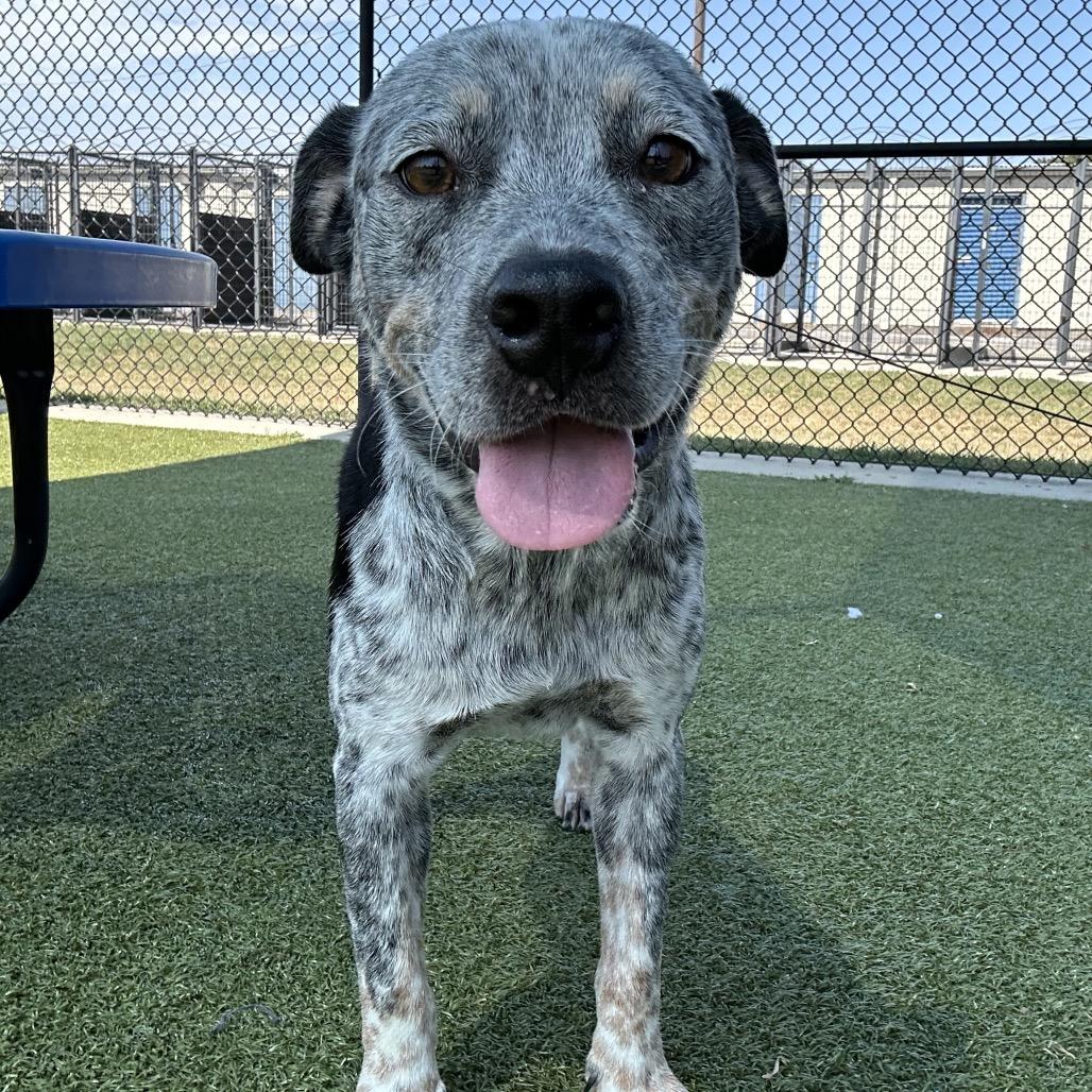 Enlarge Kronos, a Adoptable mixed breed in Bryan, TX image 2/4
