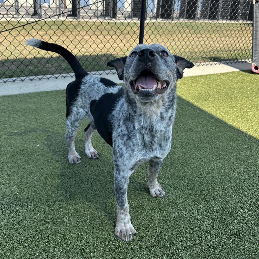Enlarge Kronos, a Adoptable mixed breed in Bryan, TX image 3/4
