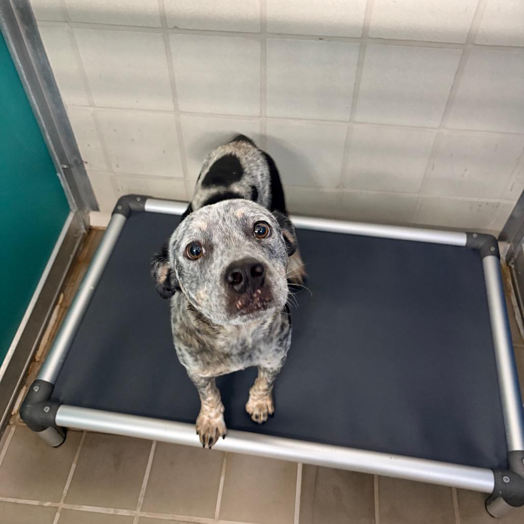 Enlarge Kronos, a Adoptable mixed breed in Bryan, TX image 4/4