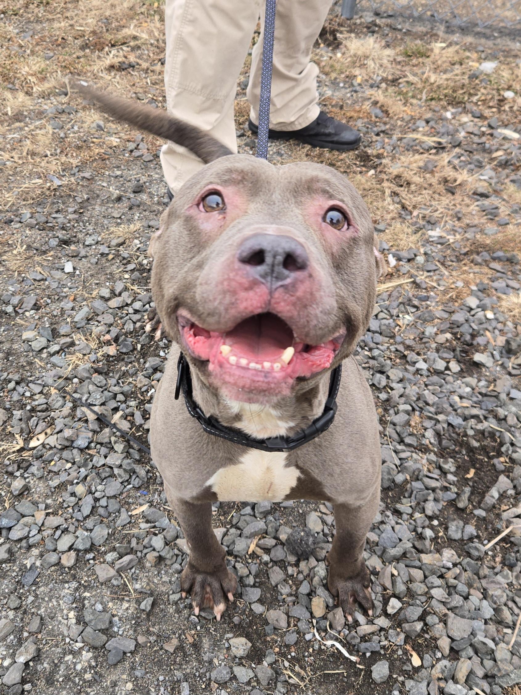 Nexus, ADOPTABLE, Adult Male Pit Bull Terrier.