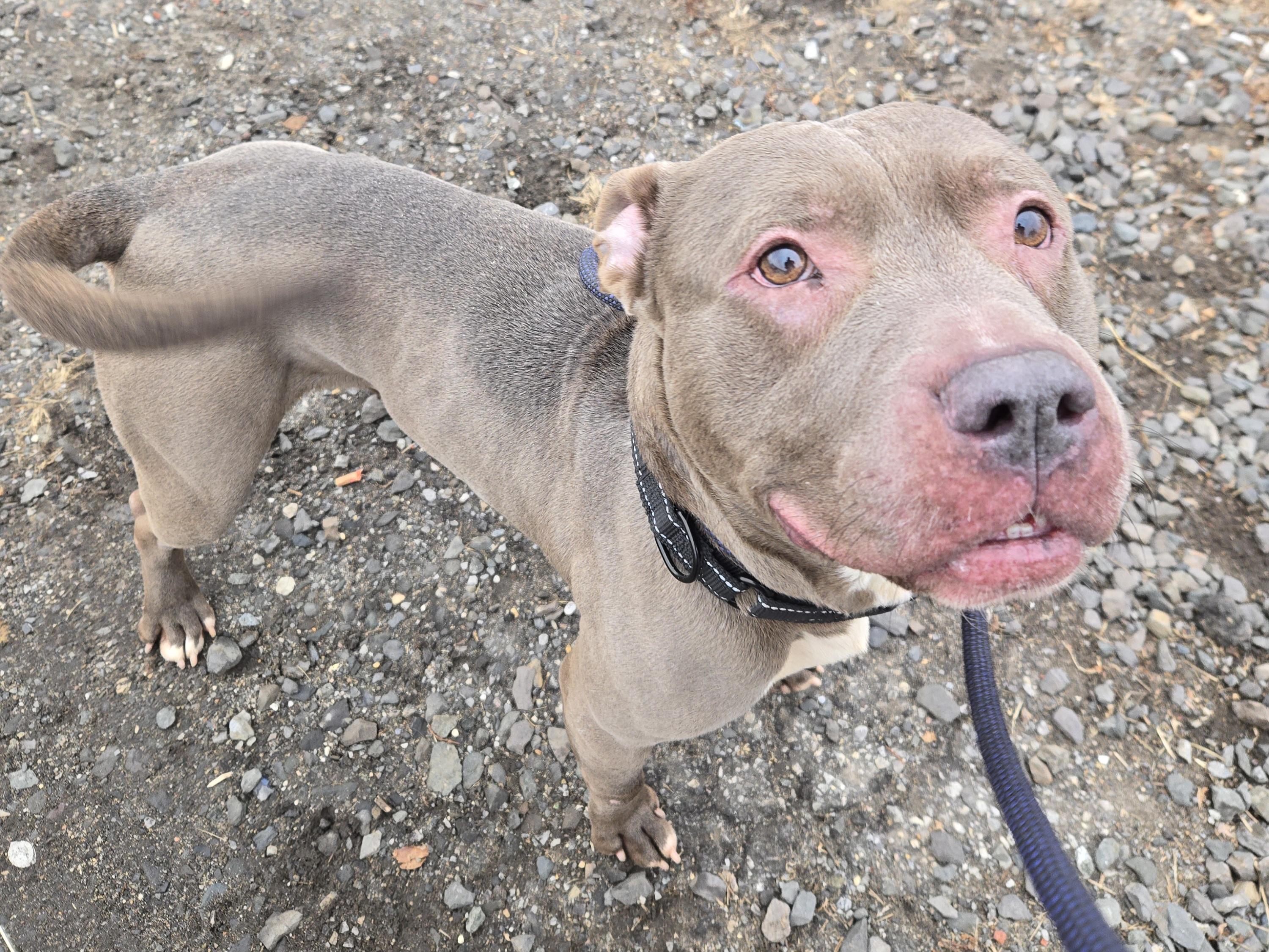 Enlarge Nexus, a ADOPTABLE Pit Bull Terrier in Trenton, NJ image 2/3