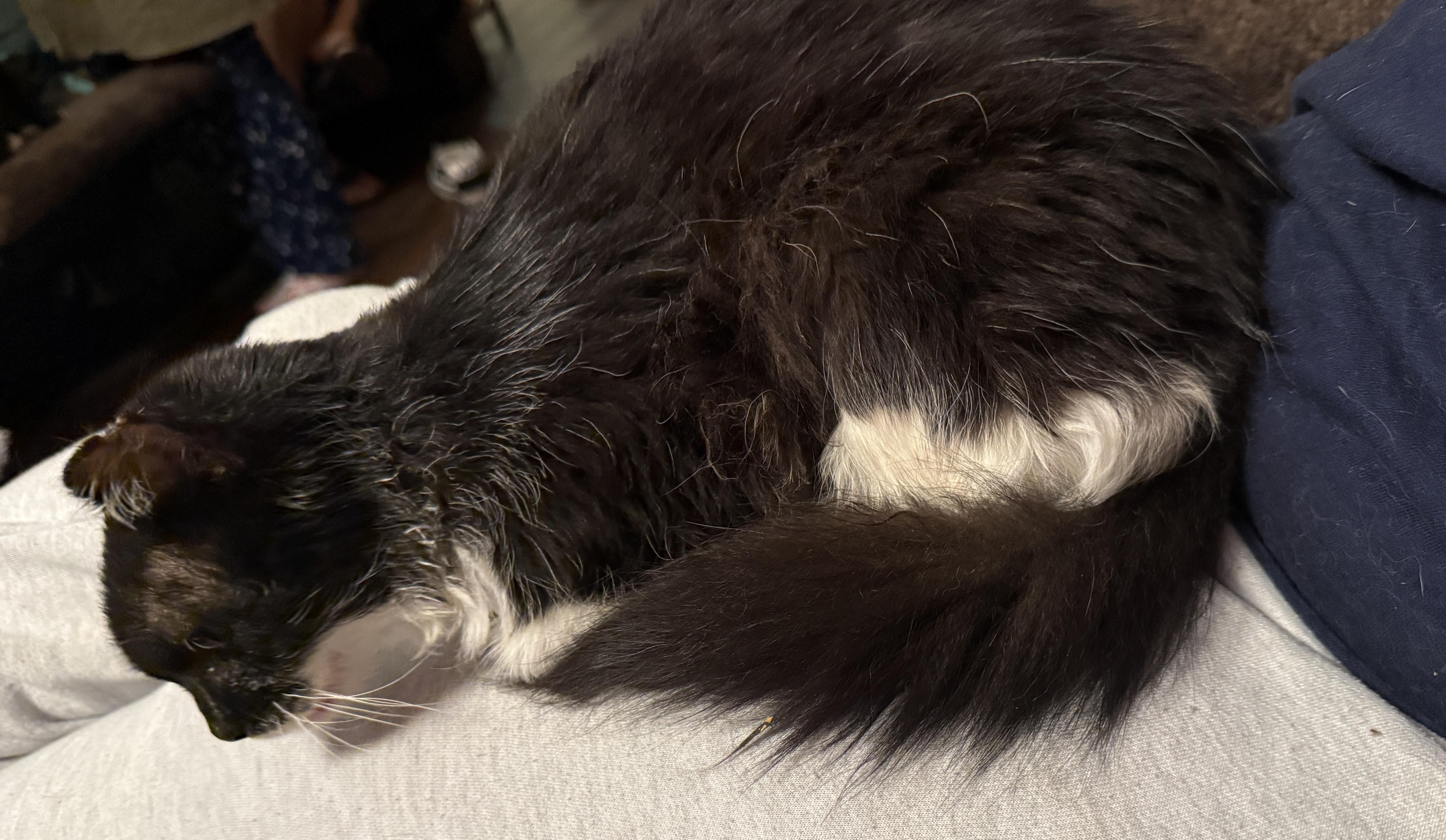 Enlarge Maybelline, a ADOPTABLE Domestic Short Hair in Oceanside, CA image 3/3