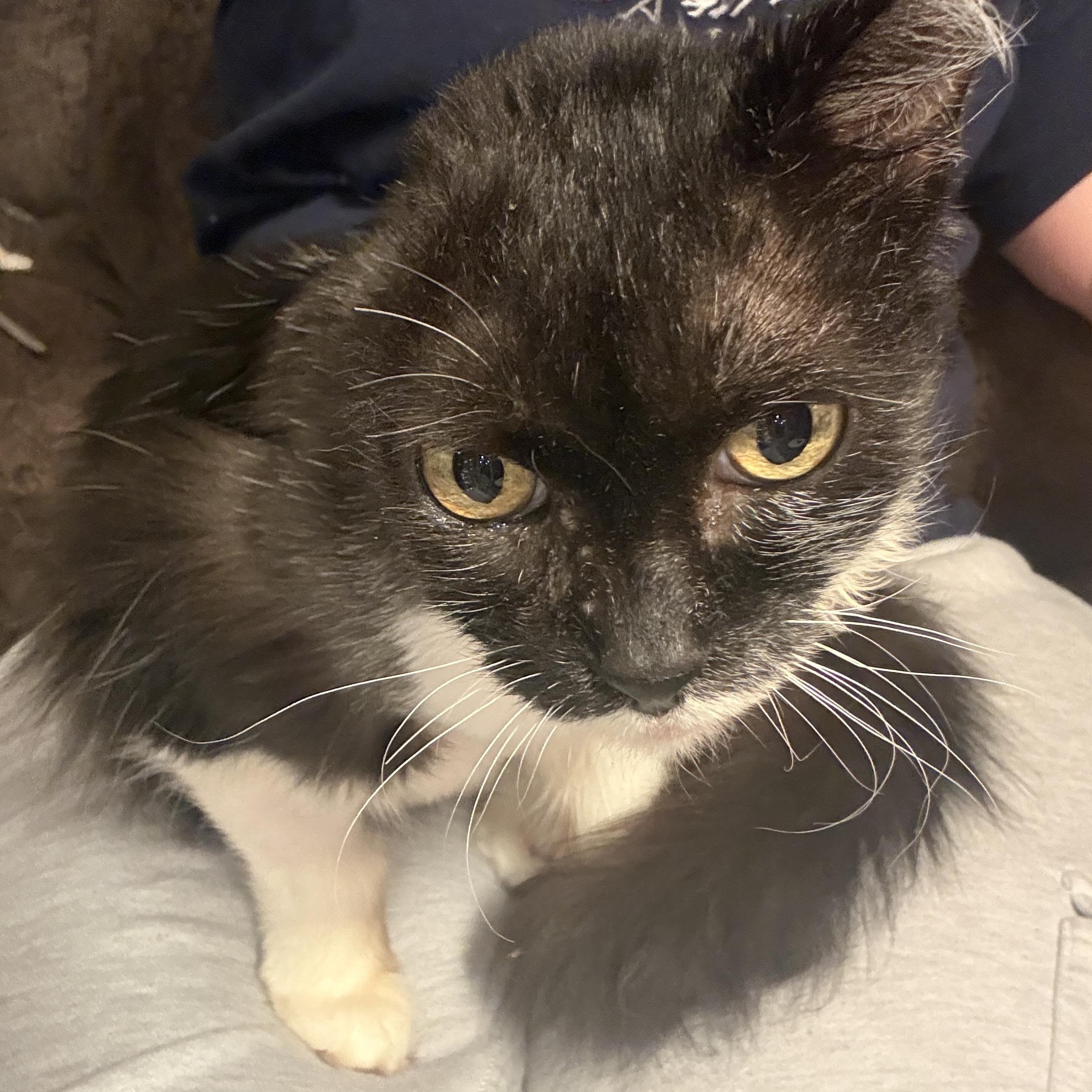 Maybelline, ADOPTABLE, Senior Female Domestic Short Hair.