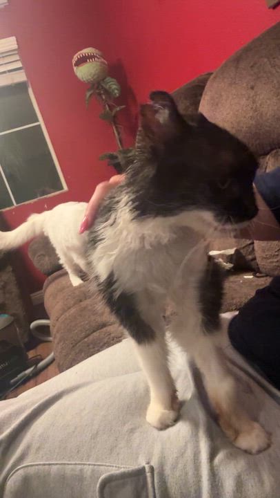 Enlarge Maybelline, a ADOPTABLE Domestic Short Hair in Oceanside, CA video 2/3
