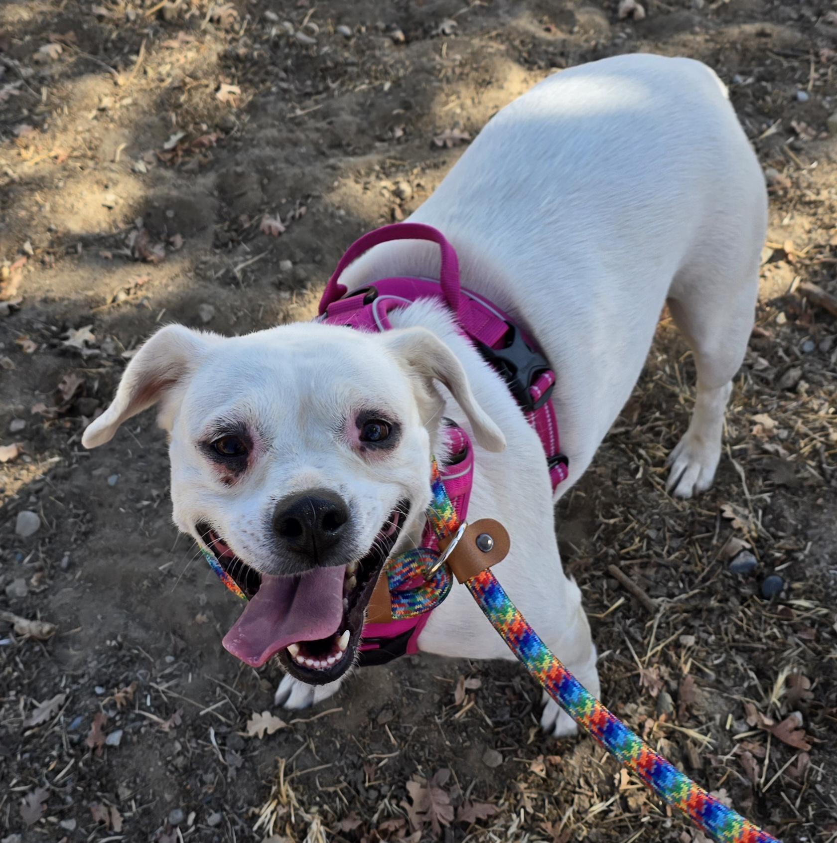 Enlarge Luna, a Adoptable mixed breed in Selma, CA image 6/6