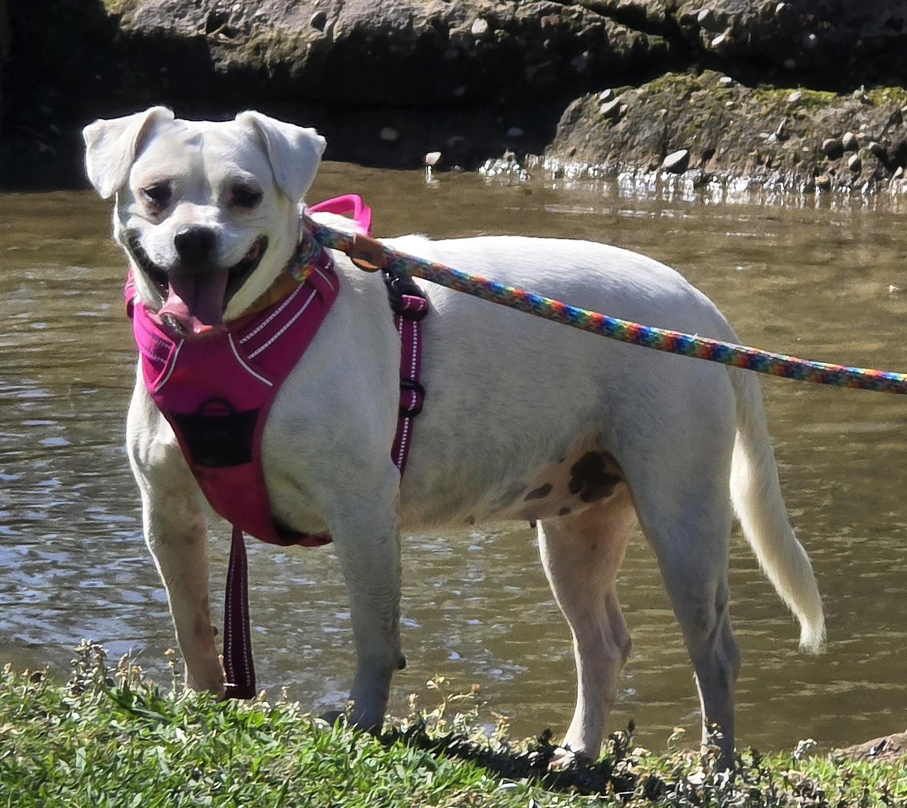 Luna, Adoptable, Adult Female American Bulldog & Boxer.