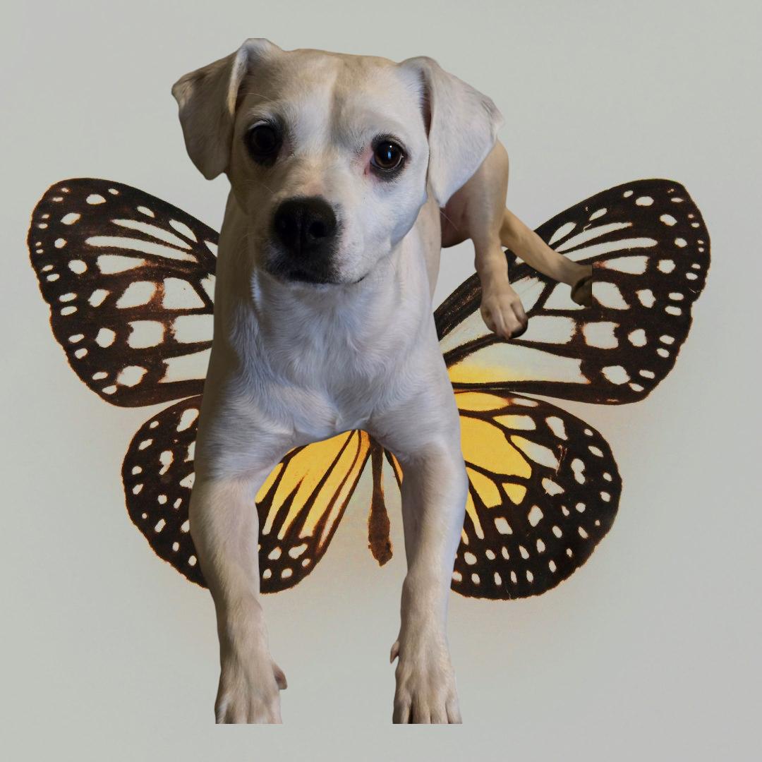 Luna, Adoptable, Adult Female American Bulldog & Boxer.