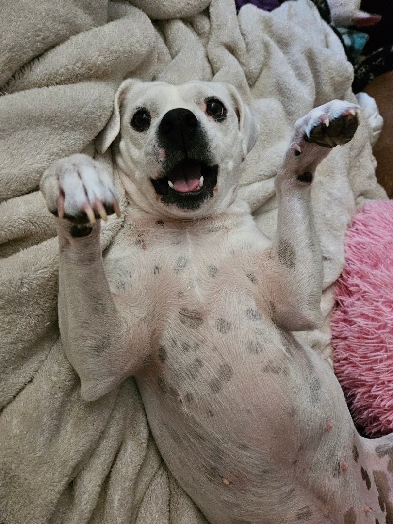 Luna, a Adoptable mixed breed in Selma, CA image 2/4