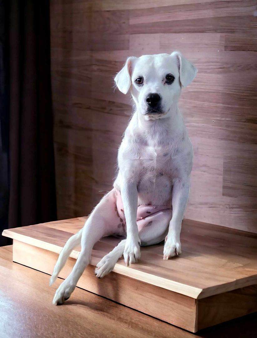 Luna, a Adoptable mixed breed in Selma, CA image 3/4