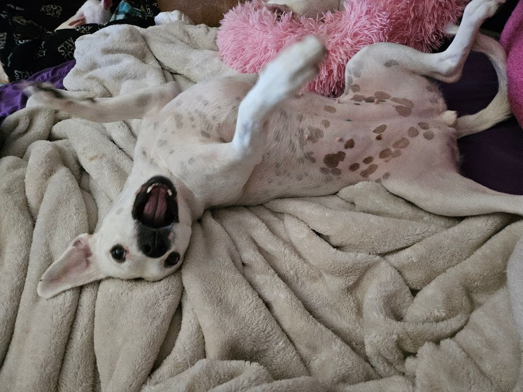 Luna, a Adoptable mixed breed in Selma, CA image 4/4