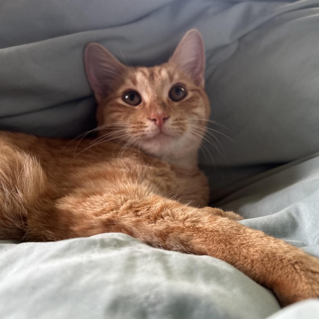 Cheeto, a Adoptable Domestic Short Hair in Pahoa, HI image 1/6