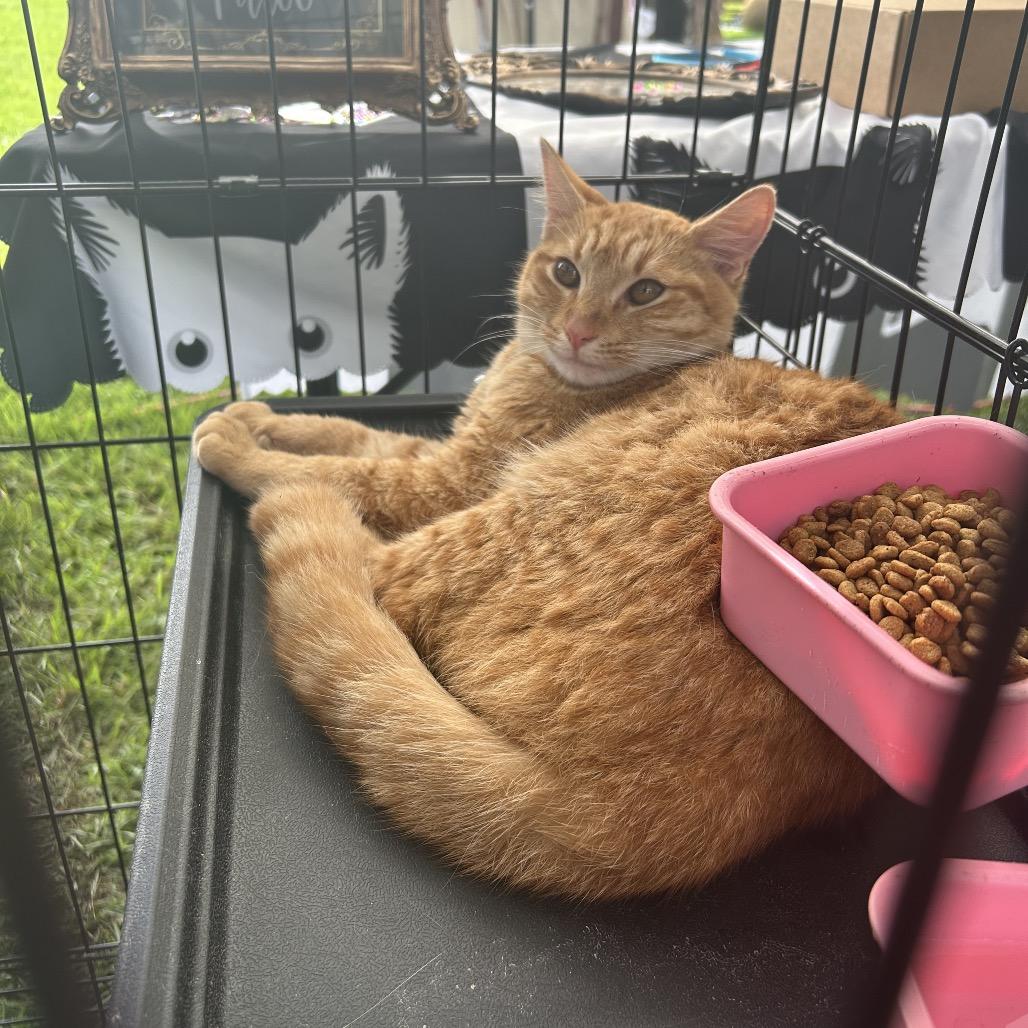 Cheeto, a Adoptable Domestic Short Hair in Pahoa, HI image 2/6