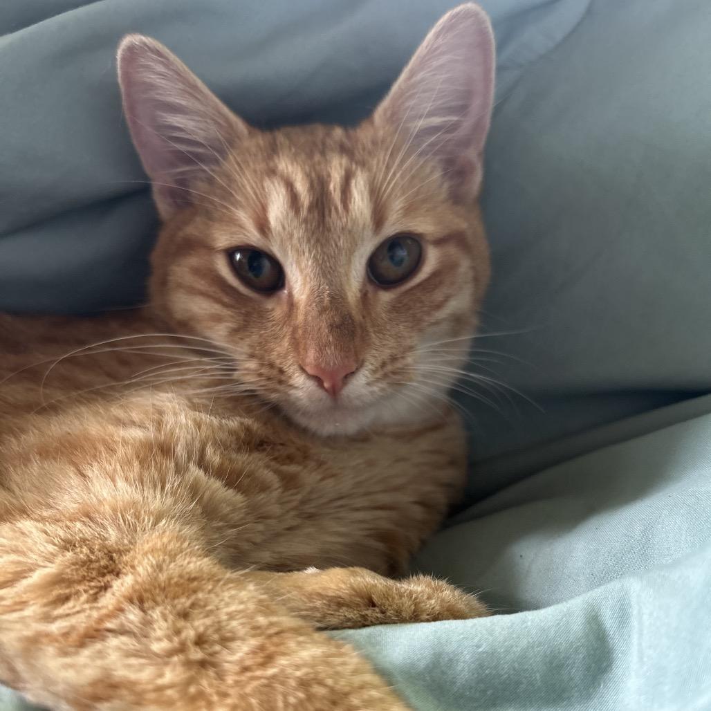 Cheeto, a Adoptable Domestic Short Hair in Pahoa, HI image 4/6