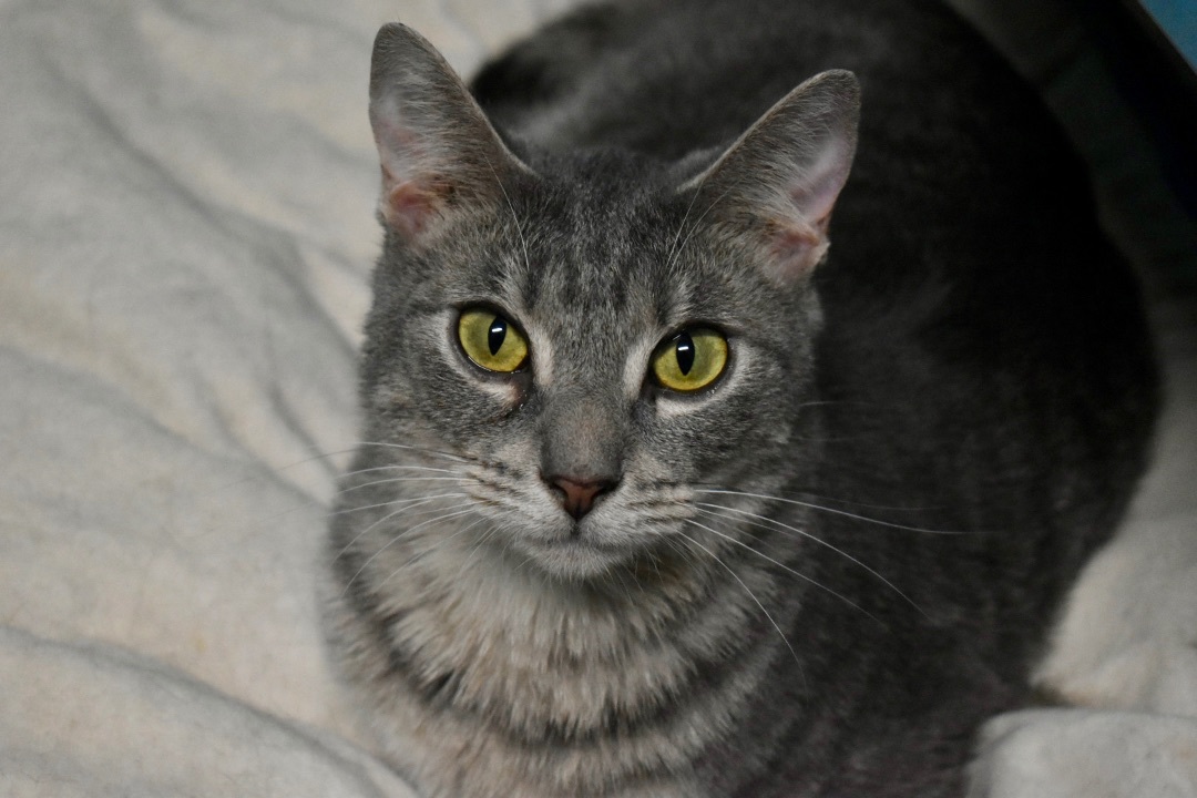 Stella, a Adoptable Domestic Short Hair in Milledgeville, GA image 1/5