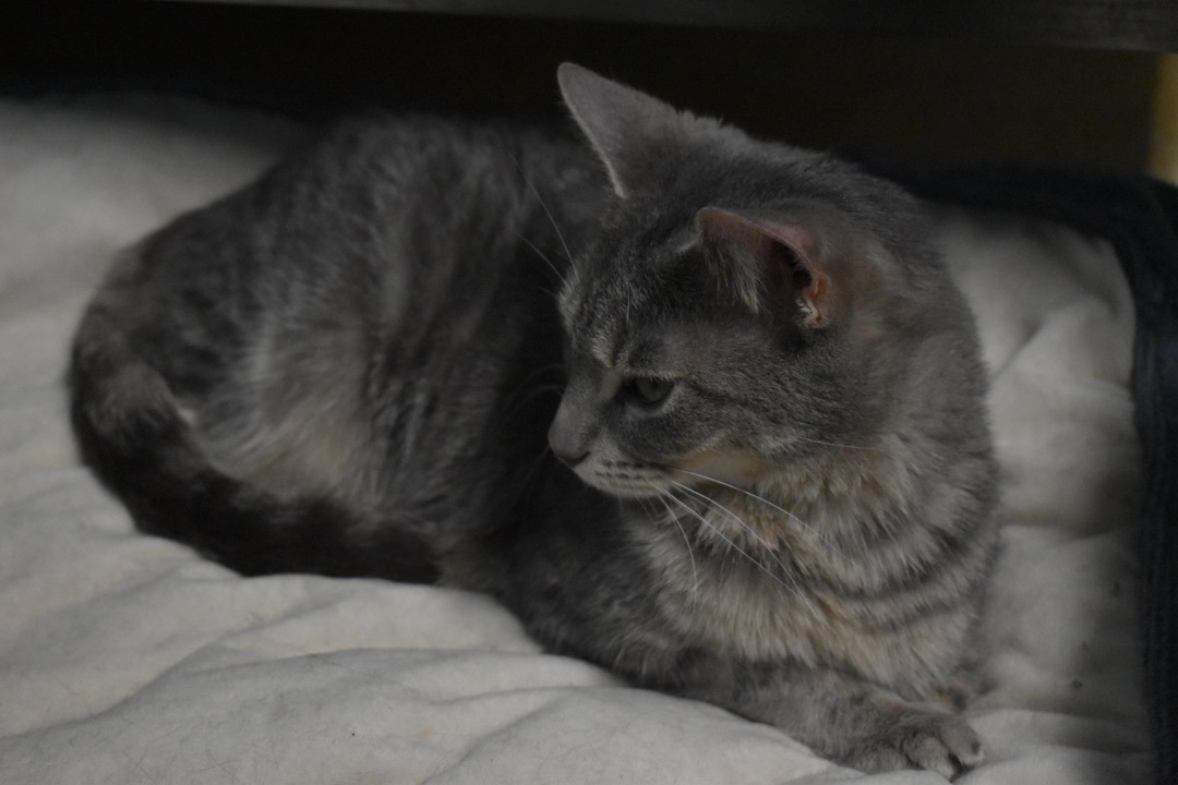 Stella, a Adoptable Domestic Short Hair in Milledgeville, GA image 2/5