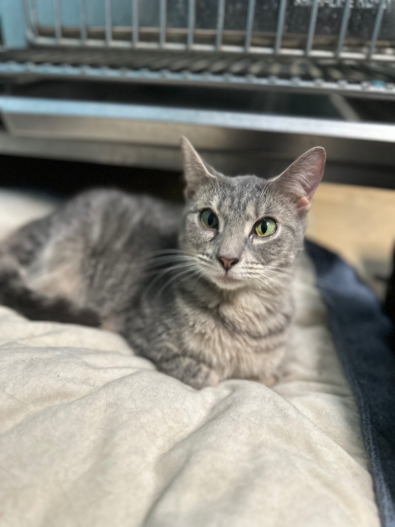 Stella, a Adoptable Domestic Short Hair in Milledgeville, GA image 4/5