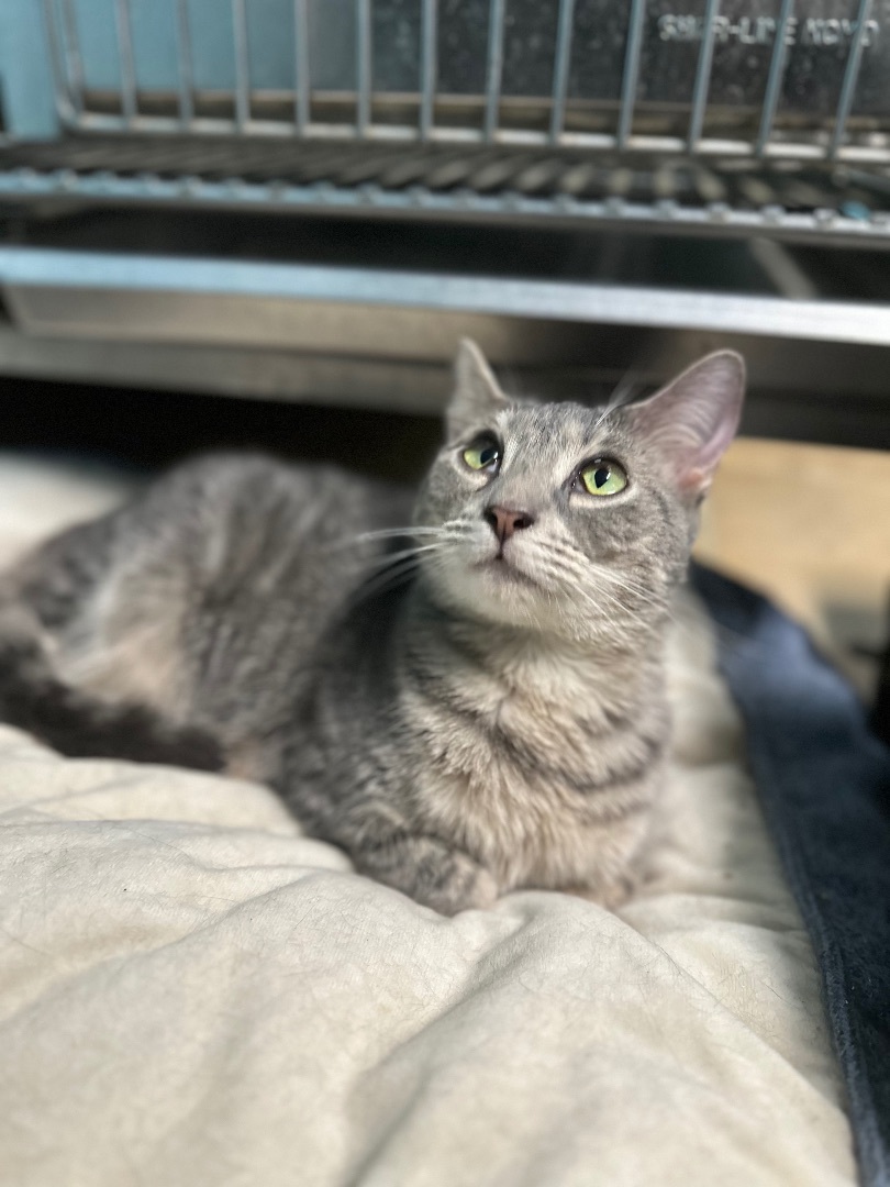 Stella, a Adoptable Domestic Short Hair in Milledgeville, GA image 5/5