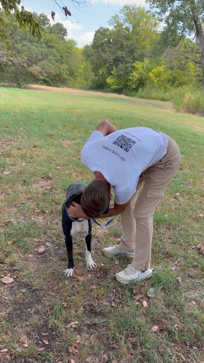 Enlarge Bindee Lou, a Adoptable mixed breed in Pilot Point, TX video 3/6