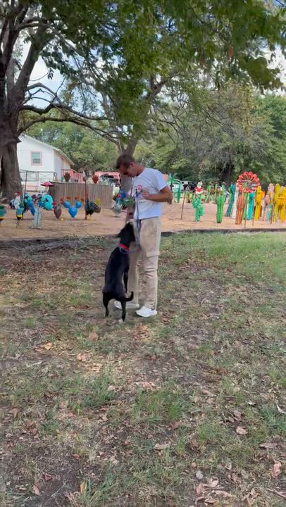 Enlarge Bindee Lou, a Adoptable mixed breed in Pilot Point, TX video 6/6