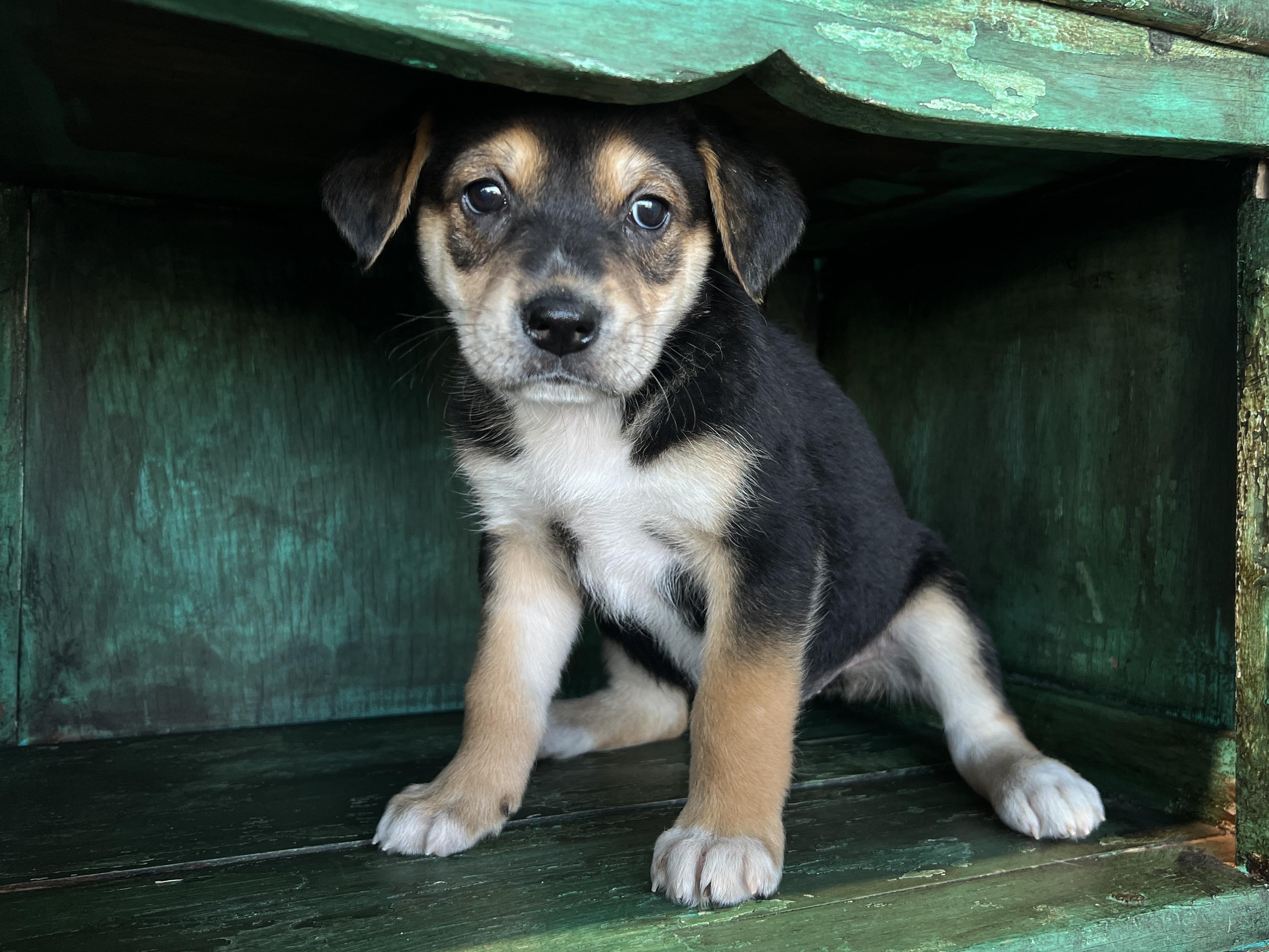 Eve, a Adoptable mixed breed in San Antonio, TX image 1/4