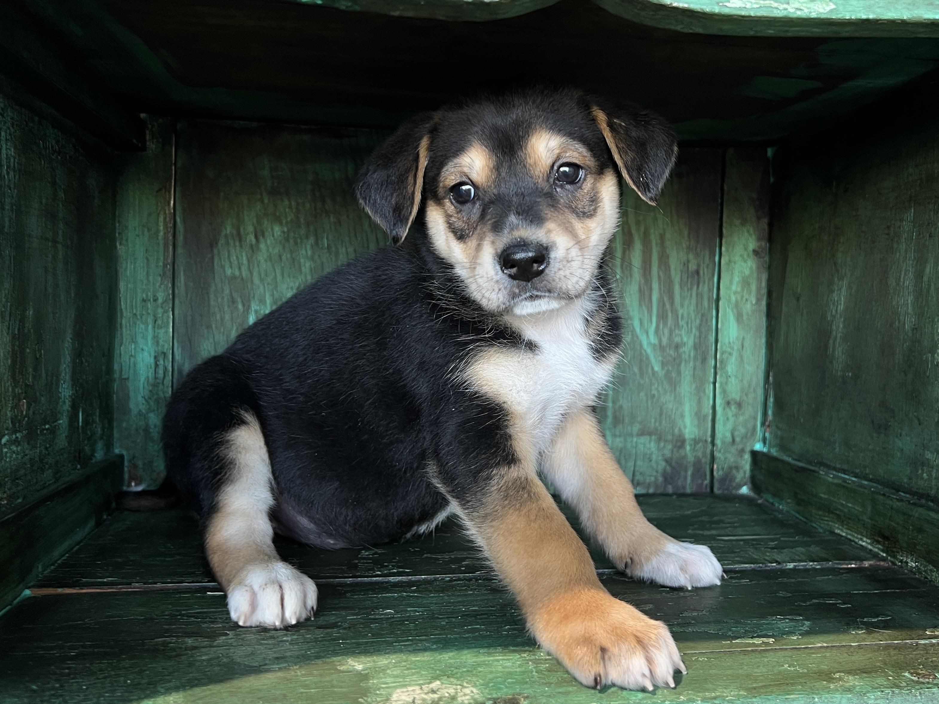 Eve, Baby Female Cattle Dog