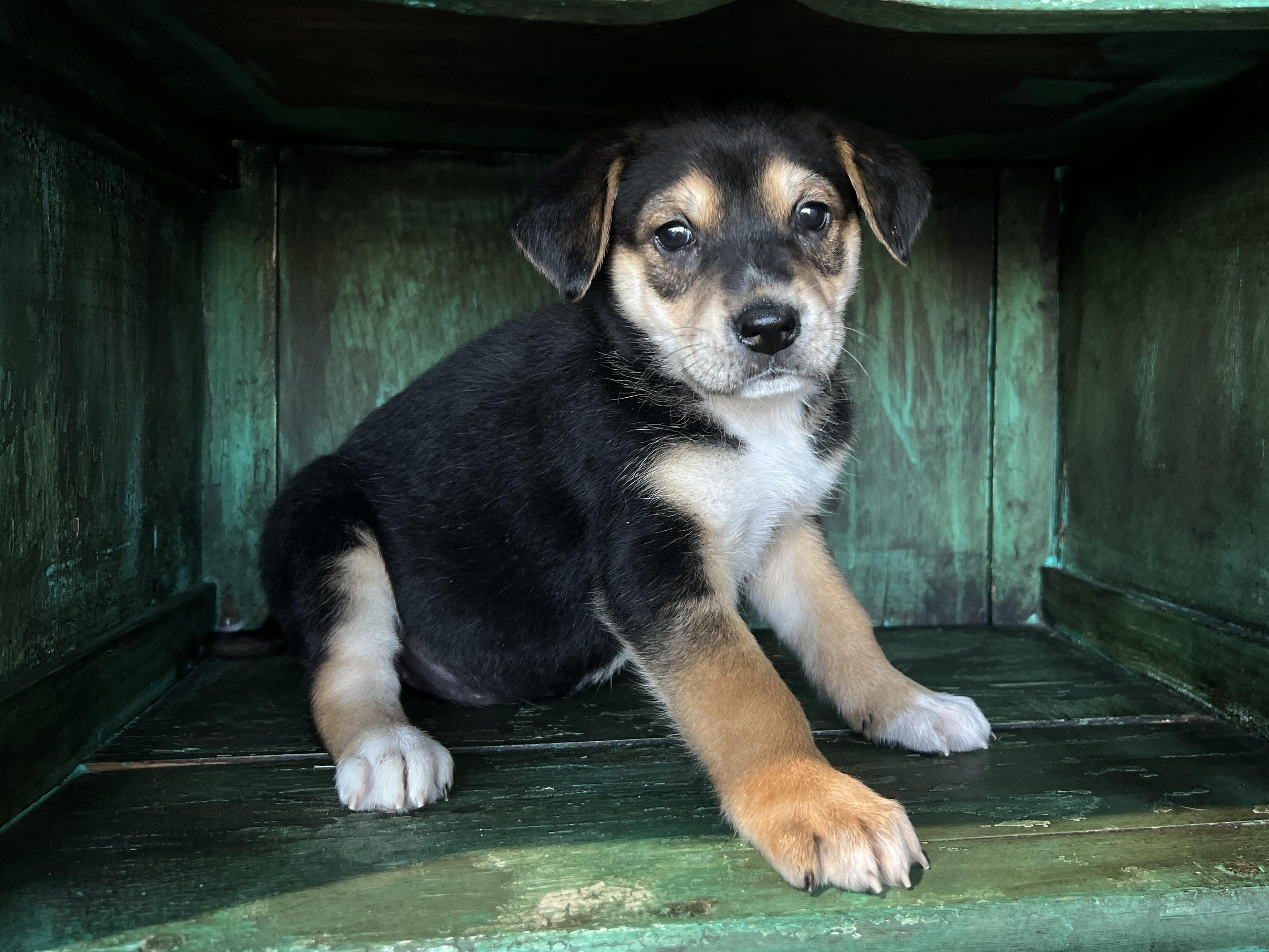 Eve, a Adoptable mixed breed in San Antonio, TX image 3/4