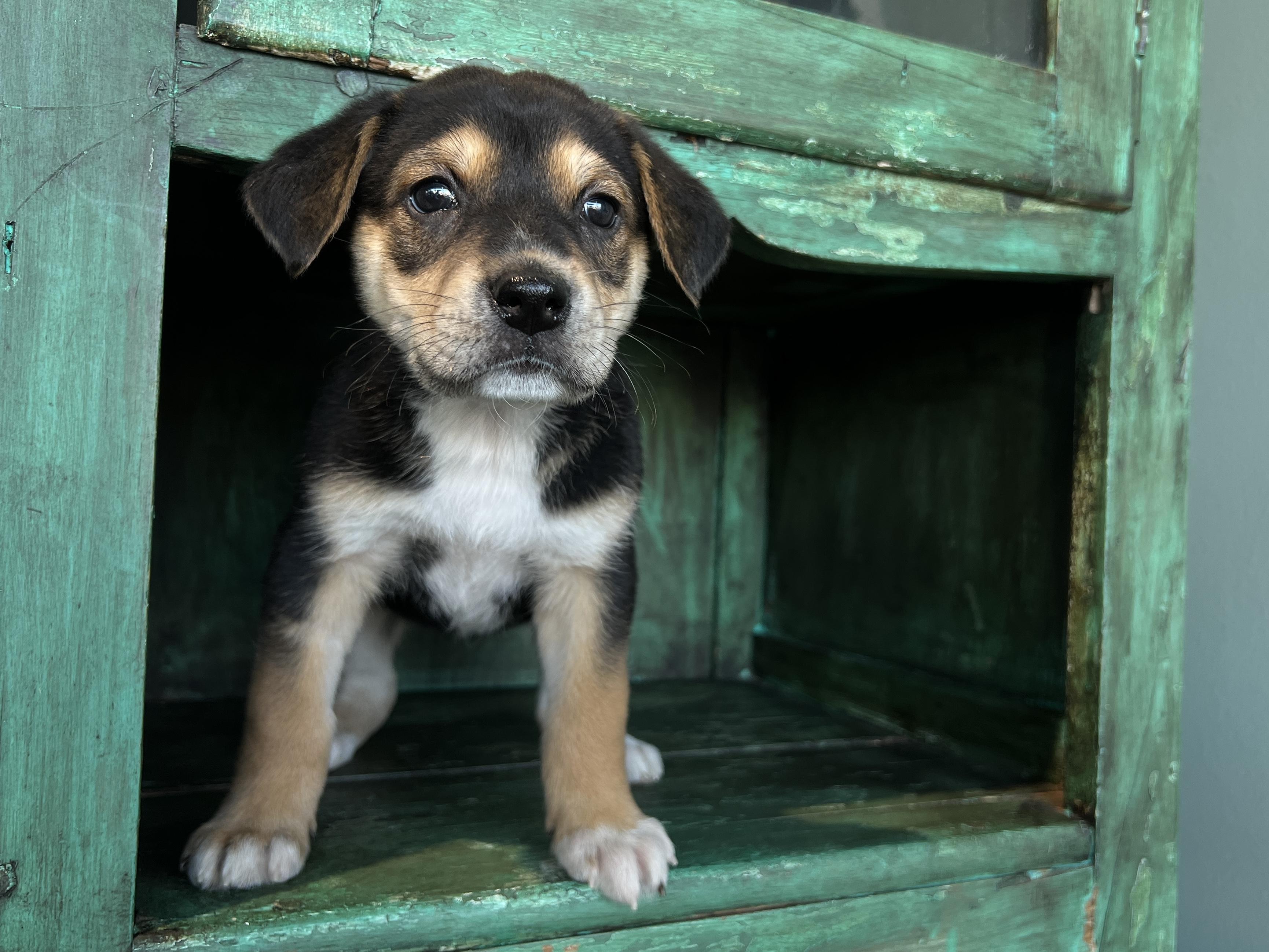Eve, a Adoptable mixed breed in San Antonio, TX image 4/4