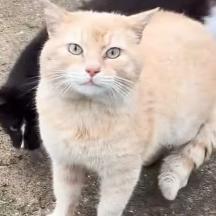 Miso, Adoptable, Young Male Domestic Short Hair & Domestic Medium Hair.