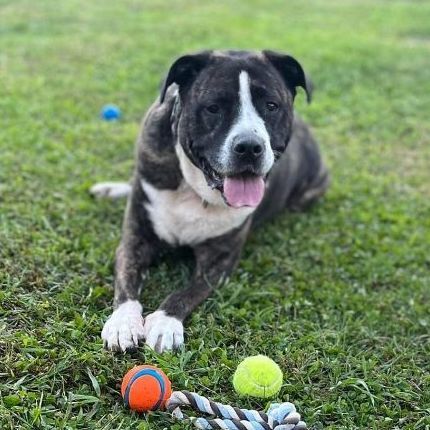 Enlarge Knuckles , a Adoptable mixed breed in Benton, PA image 1/11