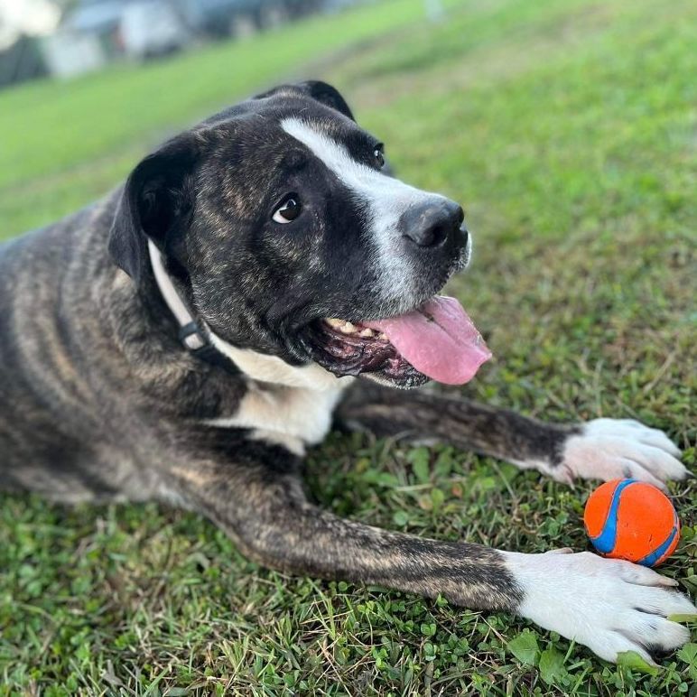 Enlarge Knuckles , a Adoptable mixed breed in Benton, PA image 2/11