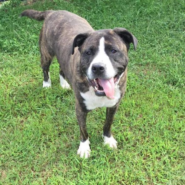 Enlarge Knuckles , a Adoptable mixed breed in Benton, PA image 3/11