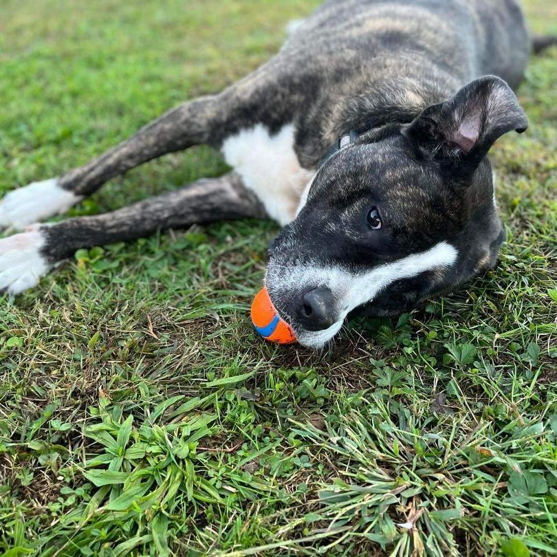 Enlarge Knuckles , a Adoptable mixed breed in Benton, PA image 4/11