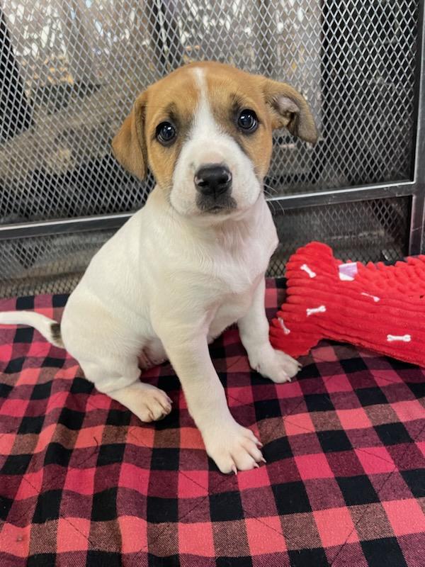 Honey, Adoptable, Puppy Female Jack Russell Terrier & Boxer.