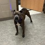 Trouble 60631232, ADOPTABLE, Adult Male Pit Bull Terrier.