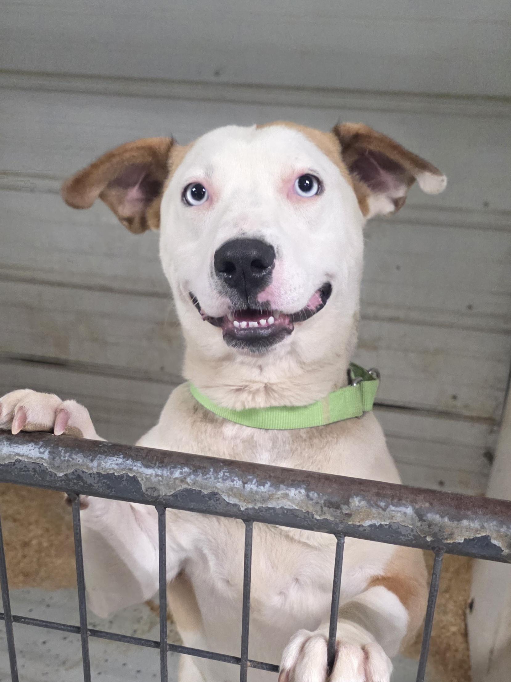 Enlarge Fern, a Adoptable mixed breed in Walthill, NE image 2/2