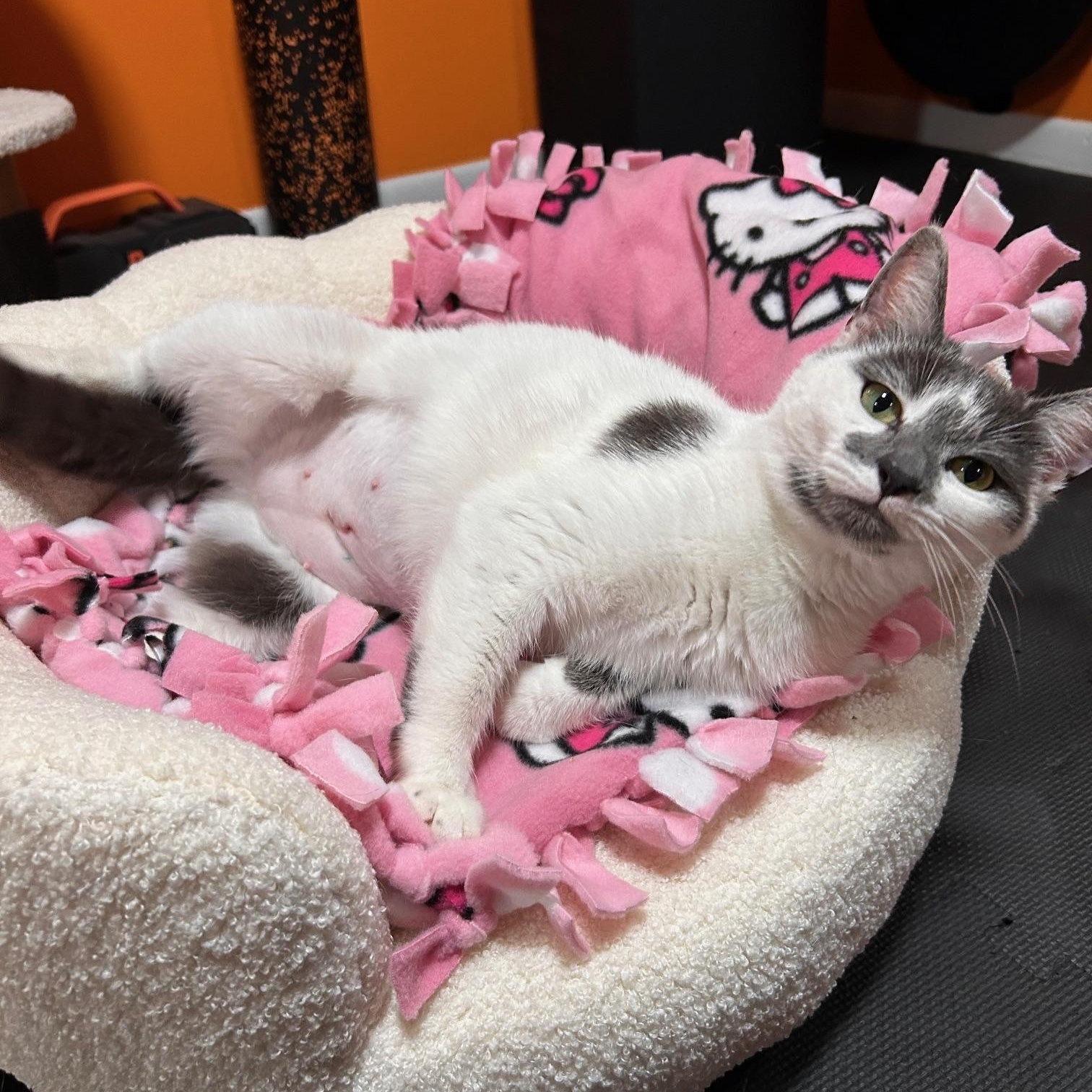 Margot, a ADOPTABLE Domestic Short Hair in Belmont, NC image 6/6