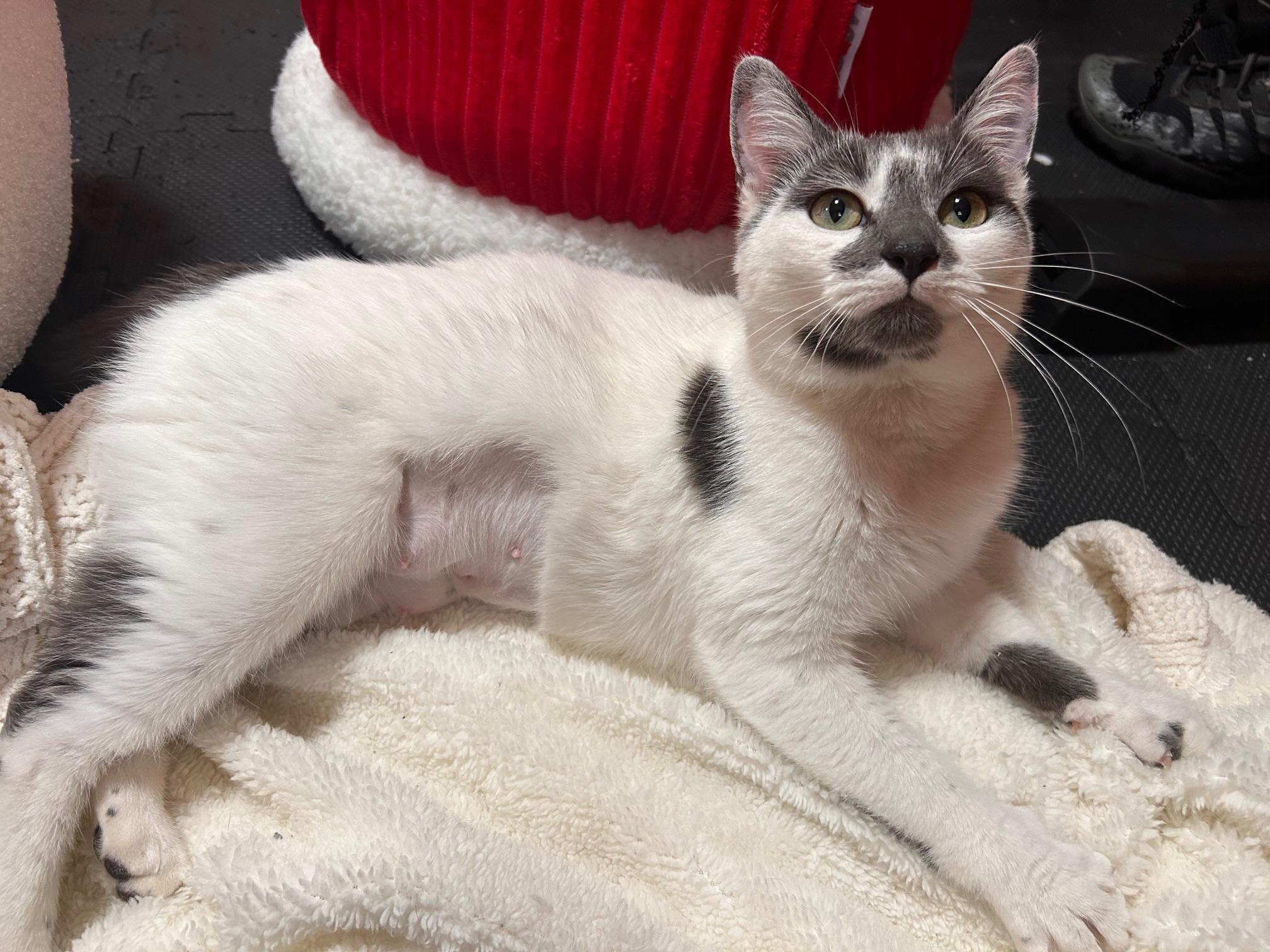 Margot, a ADOPTABLE Domestic Short Hair in Belmont, NC image 4/6