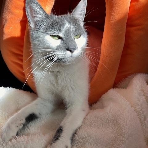 Margot, ADOPTABLE, Young Female Domestic Short Hair.