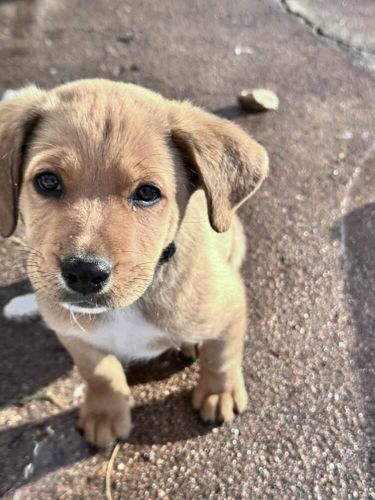 Peanut, Adoptable, Puppy Male Shepherd.